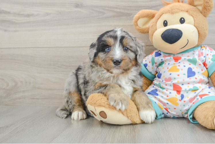 Adorable Mini Berniedoodle Poodle Mix Puppy