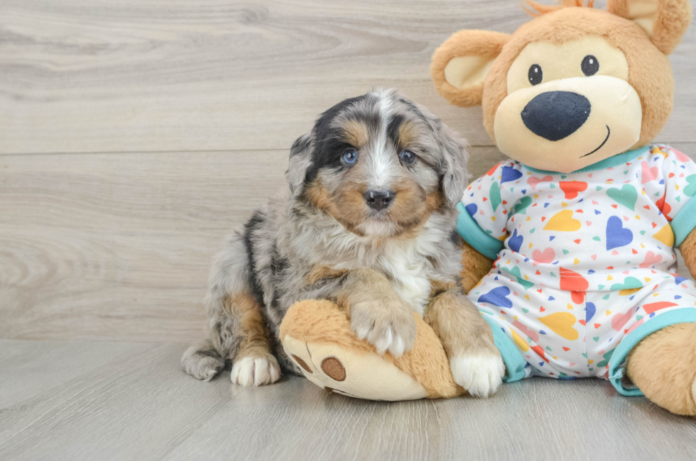 6 week old Mini Bernedoodle Puppy For Sale - Windy City Pups