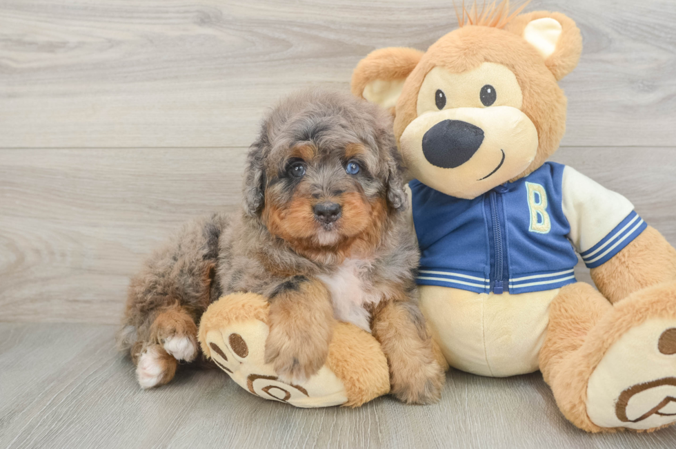 5 week old Mini Bernedoodle Puppy For Sale - Windy City Pups