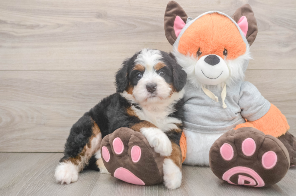 5 week old Mini Bernedoodle Puppy For Sale - Windy City Pups