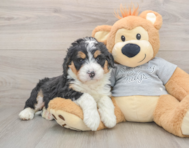 6 week old Mini Bernedoodle Puppy For Sale - Windy City Pups