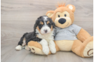 Cute Mini Bernedoodle Baby