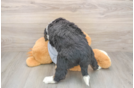 Mini Bernedoodle Pup Being Cute
