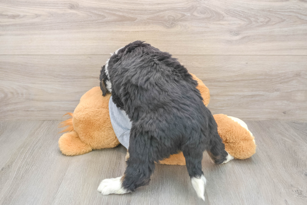 Mini Bernedoodle Pup Being Cute