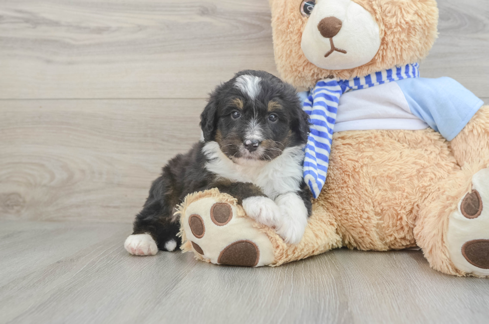 5 week old Mini Bernedoodle Puppy For Sale - Windy City Pups