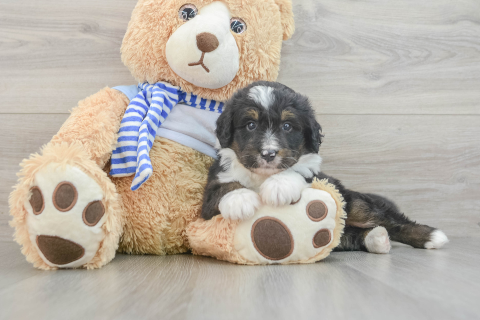 Mini Bernedoodle Pup Being Cute