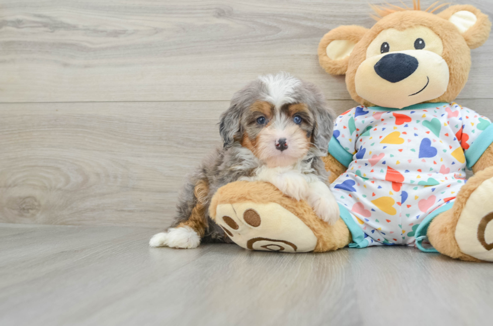 6 week old Mini Bernedoodle Puppy For Sale - Windy City Pups