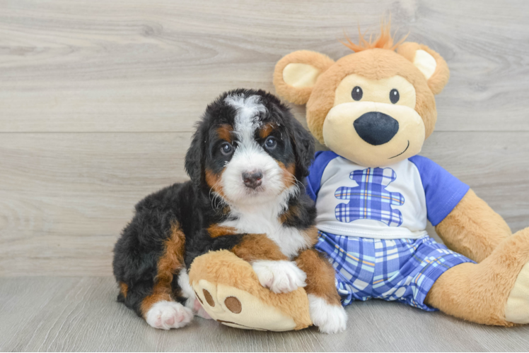 Mini Bernedoodle Puppy for Adoption