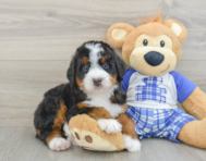 7 week old Mini Bernedoodle Puppy For Sale - Windy City Pups