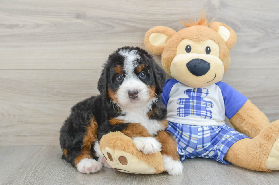 7 week old Mini Bernedoodle Puppy For Sale - Windy City Pups
