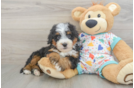 Mini Bernedoodle Pup Being Cute
