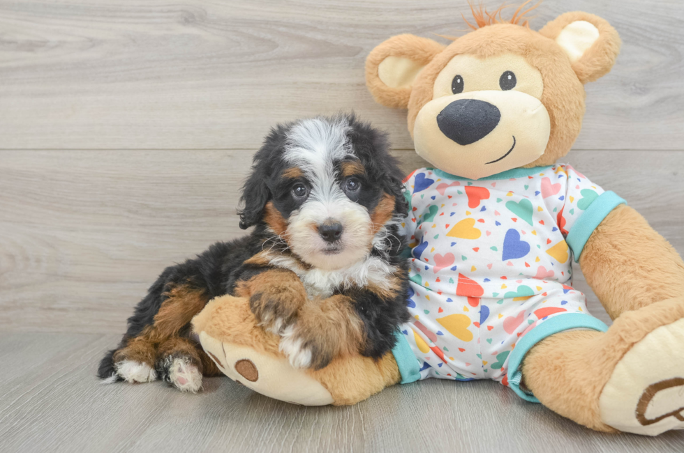 5 week old Mini Bernedoodle Puppy For Sale - Windy City Pups