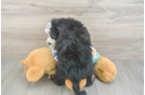 Petite Mini Bernedoodle Poodle Mix Pup