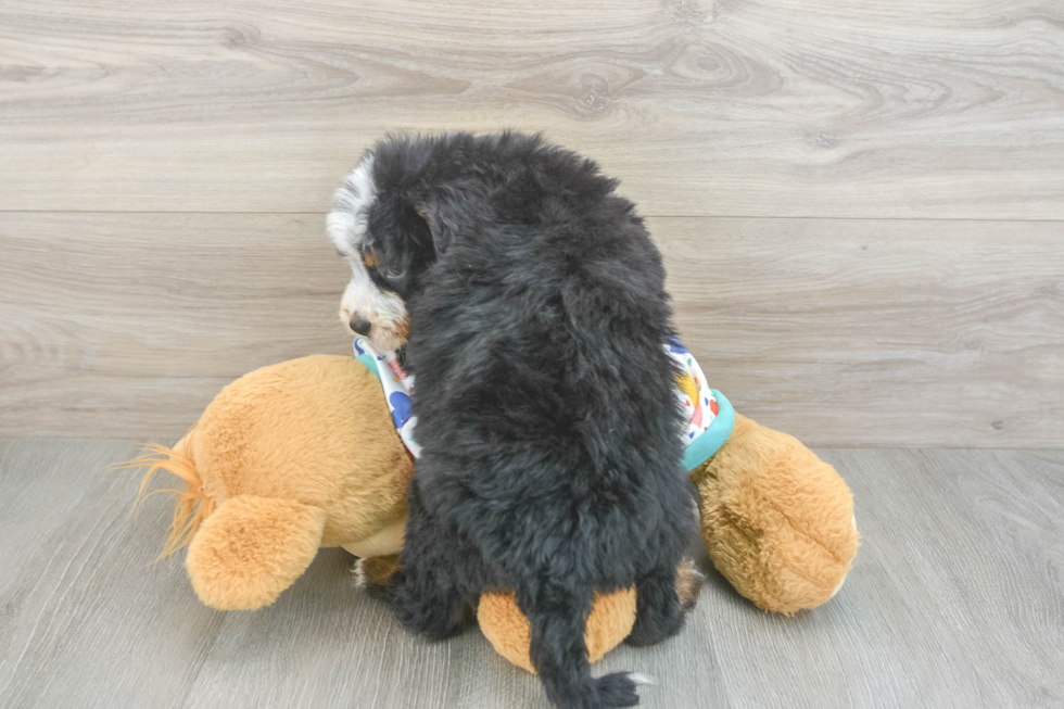 Petite Mini Bernedoodle Poodle Mix Pup