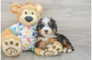 Adorable Mini Bernepoo Poodle Mix Puppy