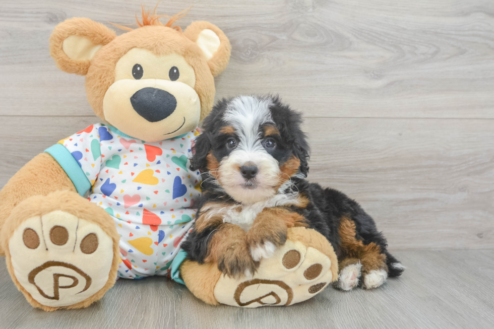 Adorable Mini Bernepoo Poodle Mix Puppy