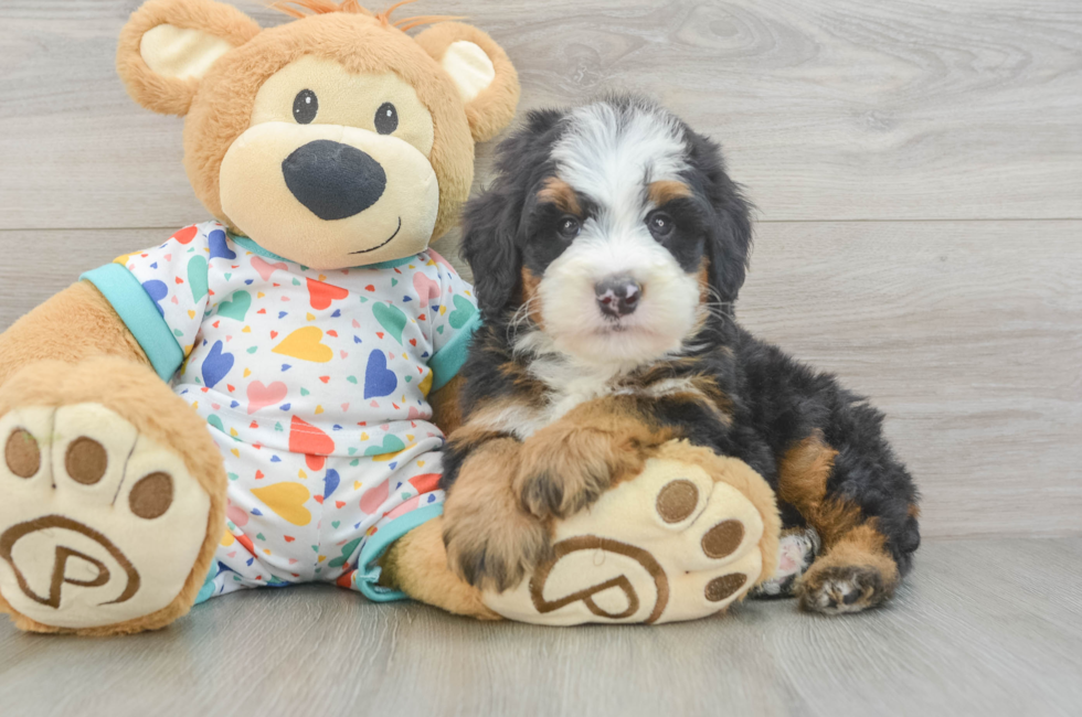 6 week old Mini Bernedoodle Puppy For Sale - Windy City Pups