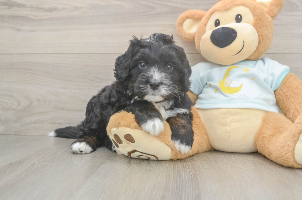 5 week old Mini Bernedoodle Puppy For Sale - Windy City Pups