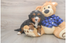 Fluffy Mini Bernedoodle Poodle Mix Pup