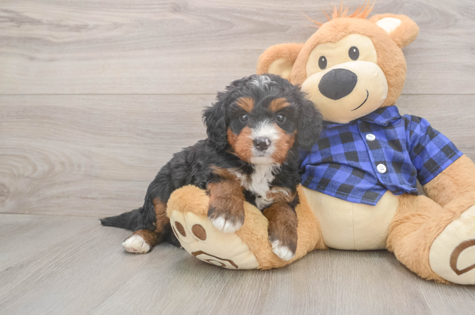 5 week old Mini Bernedoodle Puppy For Sale - Windy City Pups