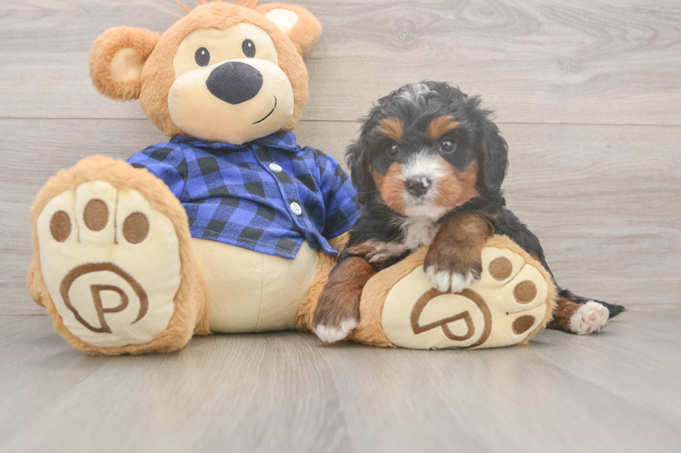 Funny Mini Bernedoodle Poodle Mix Pup