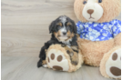 Energetic Mini Bernepoo Poodle Mix Puppy