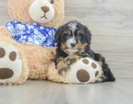 8 week old Mini Bernedoodle Puppy For Sale - Windy City Pups