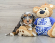 7 week old Mini Bernedoodle Puppy For Sale - Windy City Pups