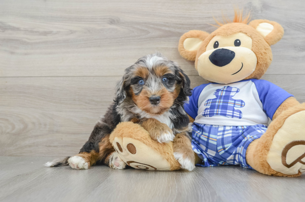 7 week old Mini Bernedoodle Puppy For Sale - Windy City Pups