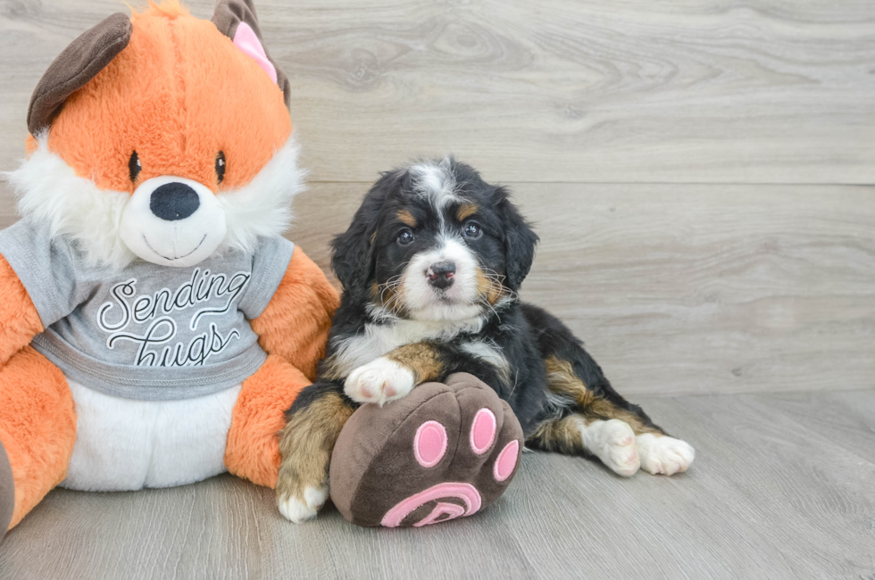 5 week old Mini Bernedoodle Puppy For Sale - Windy City Pups