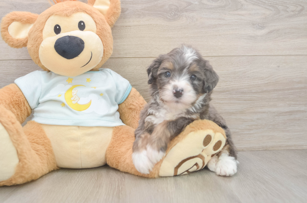 6 week old Mini Bernedoodle Puppy For Sale - Windy City Pups