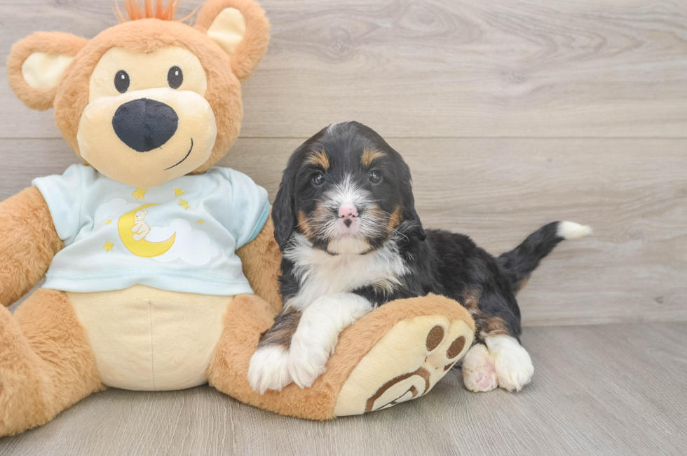 5 week old Mini Bernedoodle Puppy For Sale - Windy City Pups