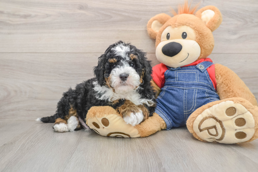 Smart Mini Bernedoodle Poodle Mix Pup