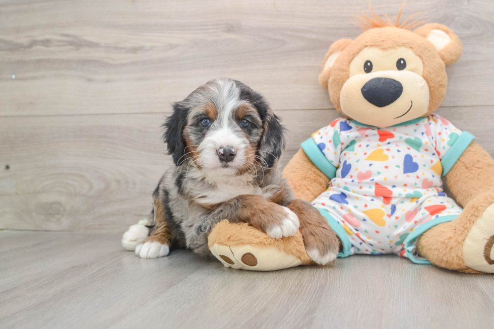 Mini Bernedoodle Puppy for Adoption