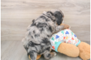 Adorable Mini Bernesedoodle Poodle Mix Puppy