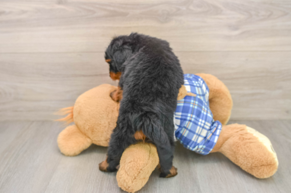 Mini Bernedoodle Pup Being Cute