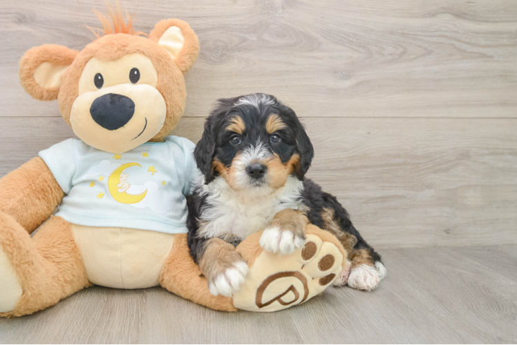 Sweet Mini Bernedoodle Baby