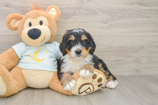 Sweet Mini Bernedoodle Baby