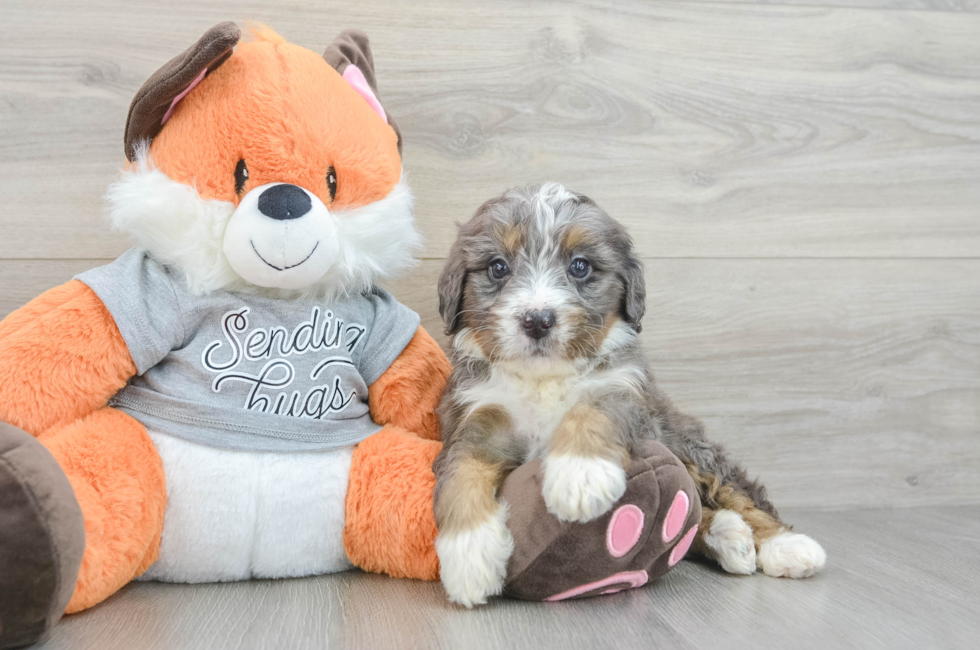 5 week old Mini Bernedoodle Puppy For Sale - Windy City Pups