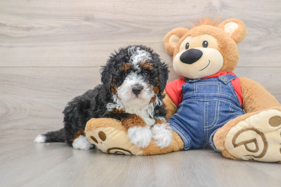 Hypoallergenic Mini Bernese Poodle Poodle Mix Puppy