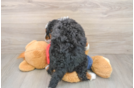 Friendly Mini Bernedoodle Baby