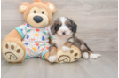 Friendly Mini Bernedoodle Baby