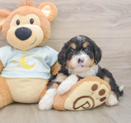 7 week old Mini Bernedoodle Puppy For Sale - Windy City Pups