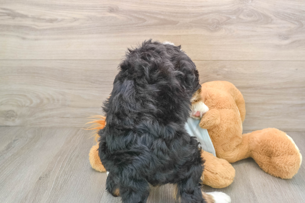 Sweet Mini Bernedoodle Baby