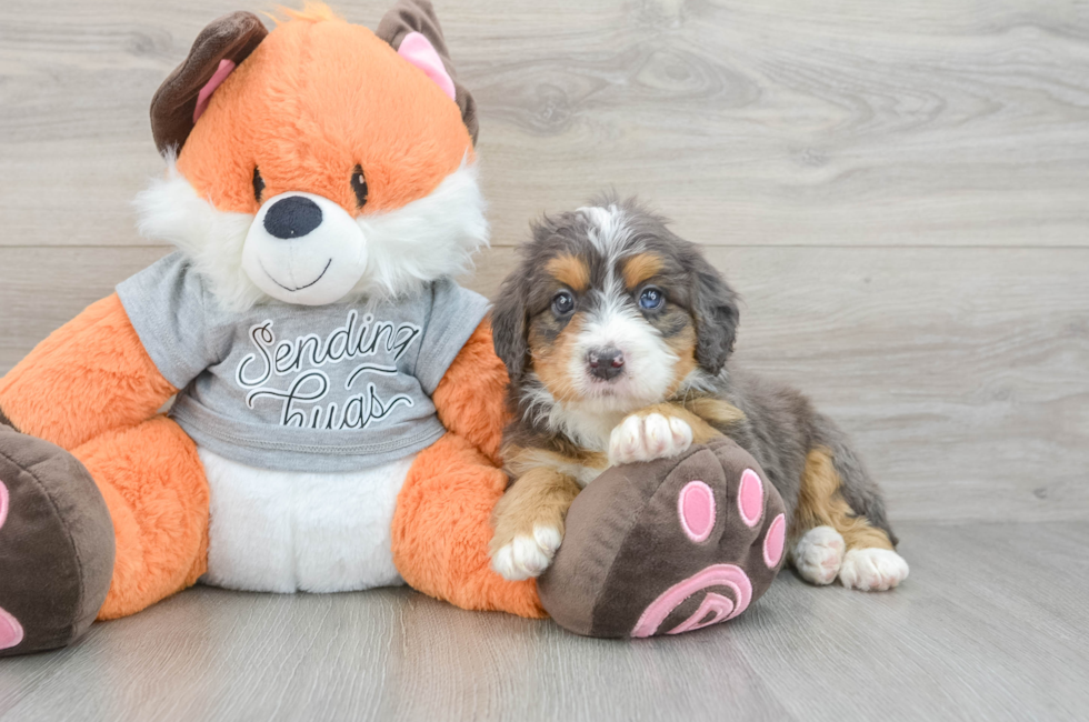 5 week old Mini Bernedoodle Puppy For Sale - Windy City Pups