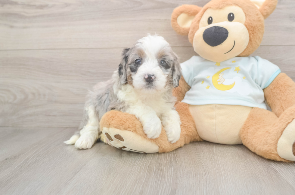 5 week old Mini Bernedoodle Puppy For Sale - Windy City Pups