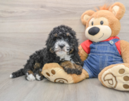 8 week old Mini Bernedoodle Puppy For Sale - Windy City Pups