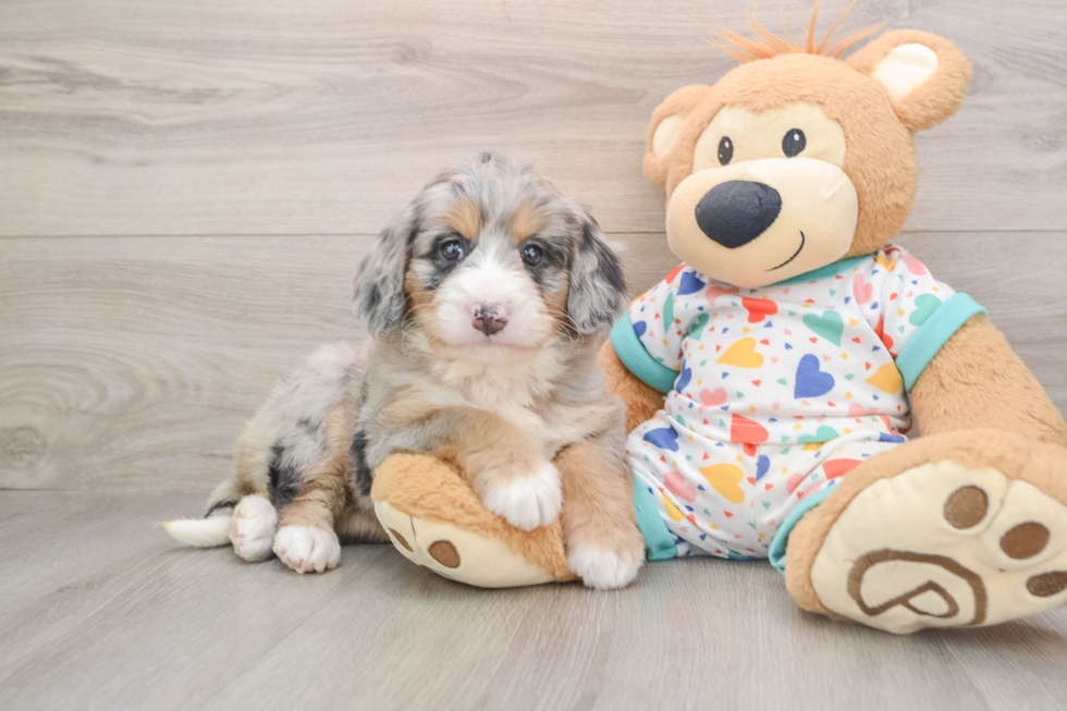 Adorable Mini Bernesedoodle Poodle Mix Puppy