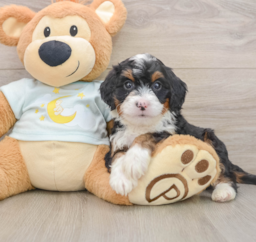 7 week old Mini Bernedoodle Puppy For Sale - Windy City Pups