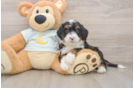 Mini Bernedoodle Pup Being Cute